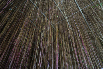 the bottom-up angle of a lot of a root of plants