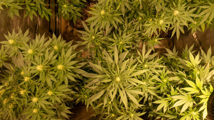 Cannabis Weed Plant Marijuana Bloom Grow Plant Indoor