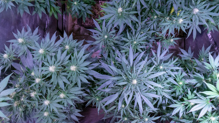 Naklejka na ściany i meble Cannabis Weed Plant Marijuana Bloom Grow Plant Indoor