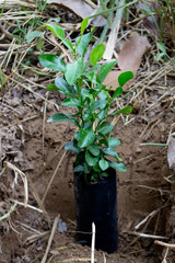 Bergamot seedlings in the herb garden.
