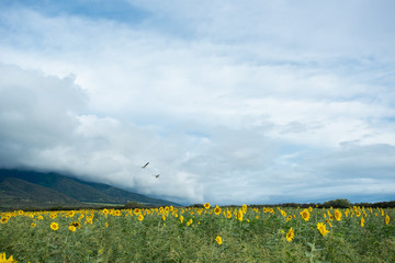 Hawaiian Nene Goose Flying over sunflower field