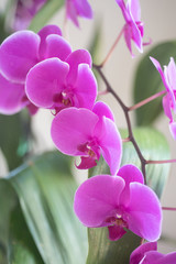 Purple Orchids Phalenopsis