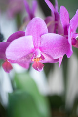 Purple Orchids Phalenopsis