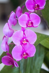 Naklejka na ściany i meble Purple Orchids Phalenopsis