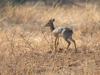 dik dik antelope looking around at tarangire national park