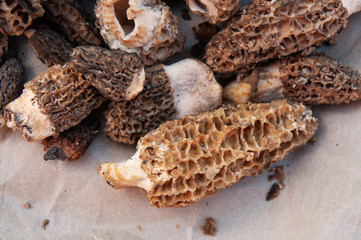 Morel Mushrooms in Indiana at Brown County State Park
