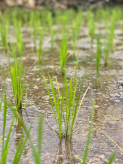 Junge Reispflanzen am Reisfeld