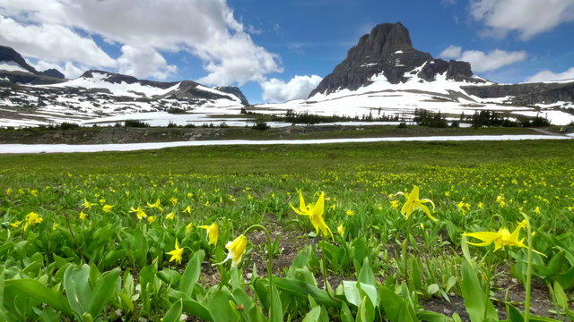 glacier lilies with mt oberlin in the background at logan pass in glacier np