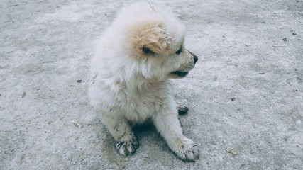 a puppy 