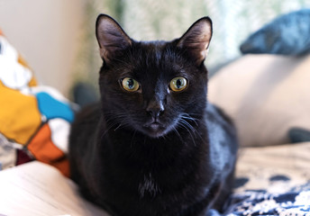 Beautiful black cat with yellow eyes.