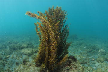 Naklejka na ściany i meble Carpophyllum sea weeds with clearly visible bubble floats growing from flat sea bottom.