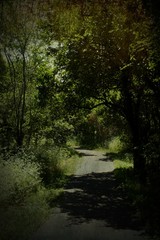 Fototapeta na wymiar path through the woods