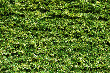 Leaves in a vertical green garden, background wall and vertical garden wall for use as a background.