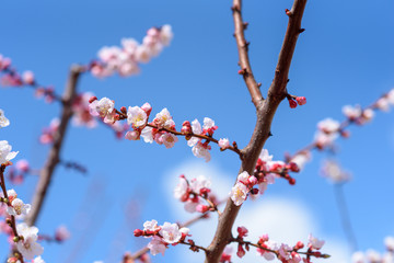 Blossom tree over nature blue sky background. Spring flowers. Spring background.