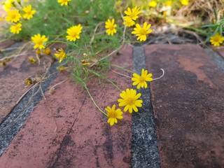 yellow flowers on wall