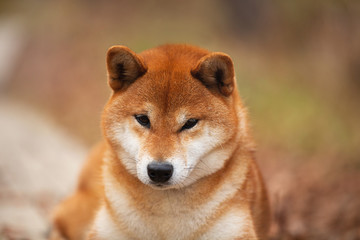 Beautiful and happy shiba inu dog lying on the wooden bridge in the forest. Adorable Red shiba inu female dog in fall