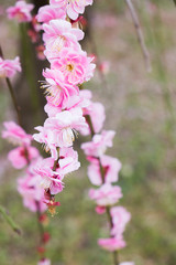 Obraz premium 枝垂れ梅