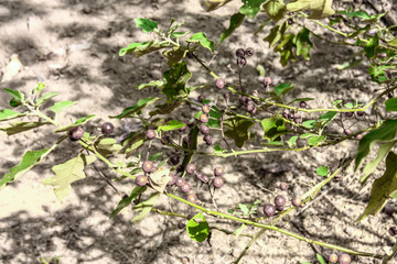 Blurred nature background of home garden vegetables (eggplant, guava) can be used to cook.