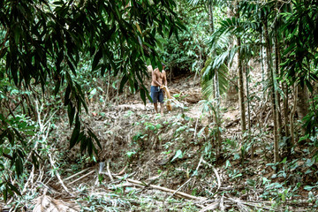 A blurry abstract background view of green leaves that grow up the streets or in the park, for a refreshing view during the day