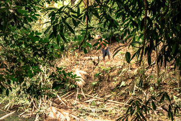A blurry abstract background view of green leaves that grow up the streets or in the park, for a refreshing view during the day