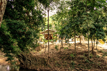 A blurry abstract background view of green leaves that grow up the streets or in the park, for a refreshing view during the day