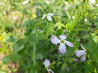 Close up radish flower.Radish flowers are petite blooms consisting of four petals forming the shape of a greek cross attached to four yellow stamens.The radish is a edible root vegetable of the family
