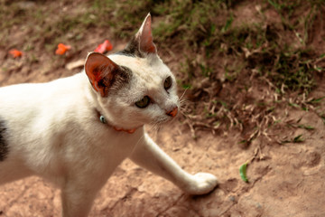 The close-up view of the cat's face, or while walking for food during the day, is a pet of a person.