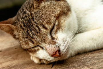 The close-up view of the cat's face, or while walking for food during the day, is a pet of a person.