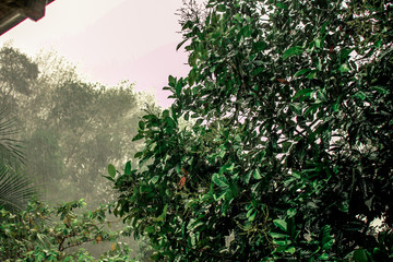 blurry abstract background view of green leaves that grow up the streets or in the park, for a refreshing view during the day
