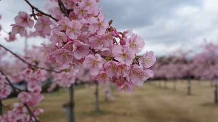 一足早いお花見！河津桜！
