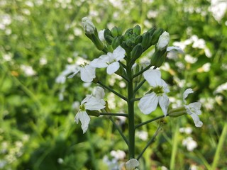 Close up radish flower.Radish flowers are petite blooms consisting of four petals forming the shape...