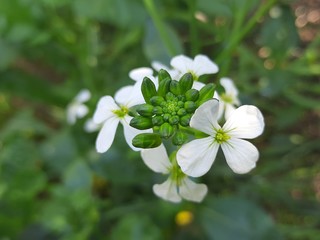 Close up radish flower.Radish flowers are petite blooms consisting of four petals forming the shape of a greek cross attached to four yellow stamens.The radish is a edible root vegetable of the family