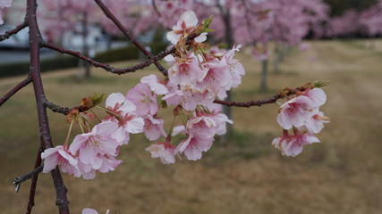 Obraz premium 一足早いお花見！河津桜！