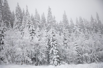 Fototapeta premium Snowy white fir trees in a forest in Norway