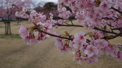 一足早いお花見！河津桜！