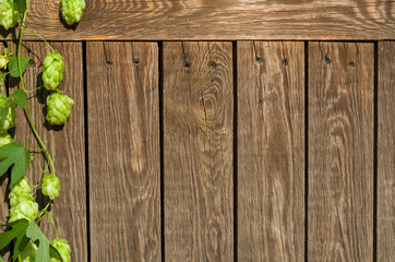 Long vertical hops stem with green leaves and cone on wooden background with copy space for text, frame for Oktoberfest or beer festival