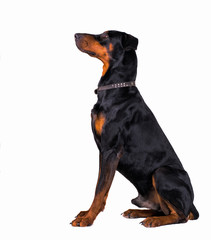Doberman dog sitting.Left view. Isolate on white.