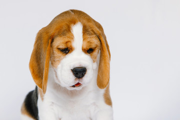 Puppy beagle on a white background.