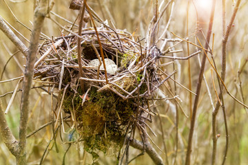 Bird nest with eggs in the forest, between bushes, spring time