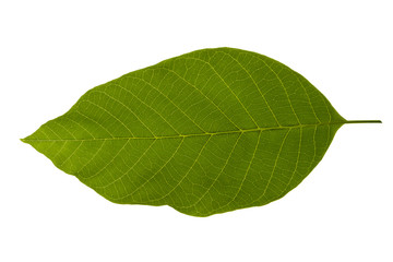 Fototapeta na wymiar Single green leaf isolated on white background
