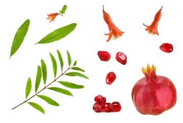 Pomegranate parts  isolated. Set of pomegranate grains, whole pomegranate, leaves, branch and flowers isolated on white background
