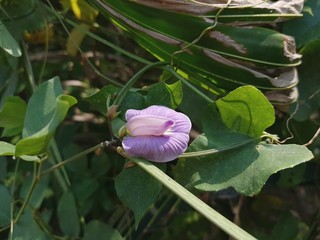 Flower of the bean plant