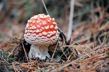 Poisonous fly agaric in the autumn forest.