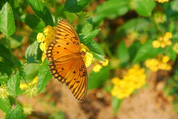 butterfly on flower