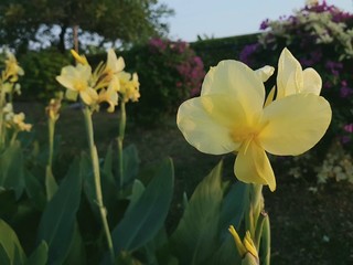 daffodils in the garden