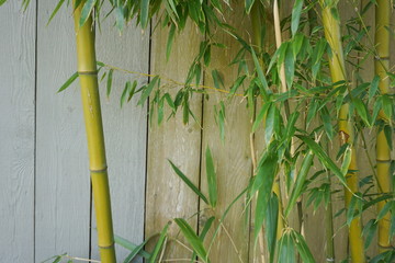 Evergreen Bambusa plant with golden bamboo stem and green leaves on wooden background close up. Also known as Common bamboo.
