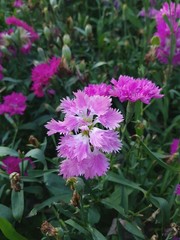 flowers in the garden