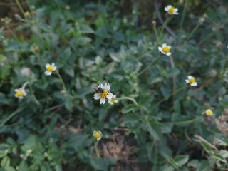 bee on a flower