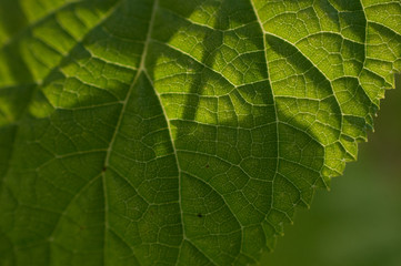 Backlit Leaf