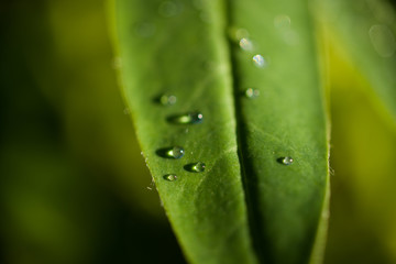 Obraz premium Water Droplets on Green Leaf